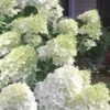 Moon Dance Hydrangea - 2 Gallon Pot 2 Moon Dance Hydrangea - 2 Gallon Pot -Garden Outdoor Plant Store Hydrangea Moon Dance 3
