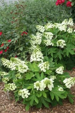 Munchkin Dwarf Oakleaf Hydrangea - 2 Gallon Pot -Garden Outdoor Plant Store Hydrangea Munchkin 11