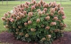 Munchkin Dwarf Oakleaf Hydrangea - 2 Gallon Pot -Garden Outdoor Plant Store Hydrangea Munchkin