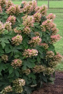 Munchkin Dwarf Oakleaf Hydrangea - 2 Gallon Pot -Garden Outdoor Plant Store Hydrangea Munchkin 500x750 1