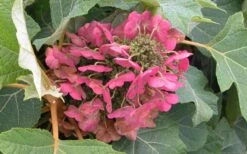 Munchkin Dwarf Oakleaf Hydrangea - 2 Gallon Pot -Garden Outdoor Plant Store Hydrangea Munchkin Bloom Closeup