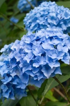 Nikko Blue Hydrangea - 3 Gallon Pot -Garden Outdoor Plant Store Hydrangea Nikko Blue 10 1