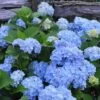 Nikko Blue Hydrangea - 1 Gallon Pot -Garden Outdoor Plant Store Hydrangea Nikko Blue 500x750 1