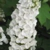 Alice Oakleaf Hydrangea - 3 Gallon Pot 1 Alice Oakleaf Hydrangea - 3 Gallon Pot -Garden Outdoor Plant Store Hydrangea Oakleaf Alice 3