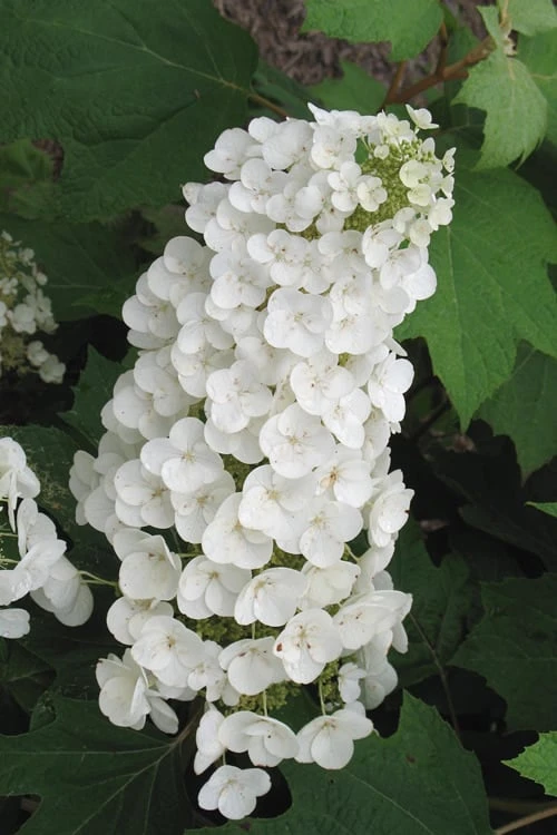 Alice Oakleaf Hydrangea - 3 Gallon Pot 3 Alice Oakleaf Hydrangea - 3 Gallon Pot