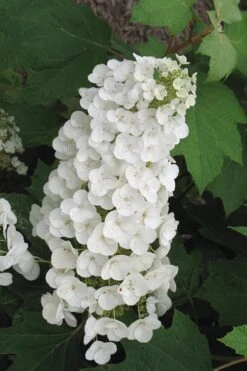 Alice Oakleaf Hydrangea - 3 Gallon Pot 21 Alice Oakleaf Hydrangea - 3 Gallon Pot -Garden Outdoor Plant Store Hydrangea Oakleaf Alice 4
