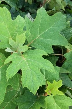 Alice Oakleaf Hydrangea - 3 Gallon Pot 17 Alice Oakleaf Hydrangea - 3 Gallon Pot -Garden Outdoor Plant Store Hydrangea Oakleaf Alice 5