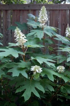 Alice Oakleaf Hydrangea - 3 Gallon Pot 20 Alice Oakleaf Hydrangea - 3 Gallon Pot -Garden Outdoor Plant Store Hydrangea Oakleaf Alice 6