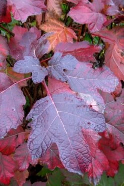 Alice Oakleaf Hydrangea - 3 Gallon Pot 16 Alice Oakleaf Hydrangea - 3 Gallon Pot -Garden Outdoor Plant Store Hydrangea Oakleaf Alice 7