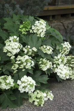 Pee Wee Dwarf Oakleaf Hydrangea - 2 Gallon Pot 16 Pee Wee Dwarf Oakleaf Hydrangea - 2 Gallon Pot -Garden Outdoor Plant Store Hydrangea Oakleaf Pee Wee 11