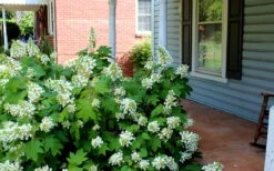 Pee Wee Dwarf Oakleaf Hydrangea - 2 Gallon Pot 14 Pee Wee Dwarf Oakleaf Hydrangea - 2 Gallon Pot -Garden Outdoor Plant Store Hydrangea Oakleaf Pee Wee