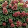 Ruby Slippers Dwarf Oakleaf Hydrangea - 7 Gallon Pot 1 Ruby Slippers Dwarf Oakleaf Hydrangea - 7 Gallon Pot -Garden Outdoor Plant Store Hydrangea Oakleaf Ruby Slippers 500x750 1