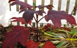 Ruby Slippers Dwarf Oakleaf Hydrangea - 7 Gallon Pot -Garden Outdoor Plant Store Hydrangea Oakleaf Ruby Slippers Fall Foliage Color