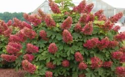 Ruby Slippers Dwarf Oakleaf Hydrangea - 7 Gallon Pot -Garden Outdoor Plant Store Hydrangea Oakleaf Ruby Slippers Full Bloom