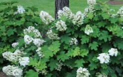 Ruby Slippers Dwarf Oakleaf Hydrangea - 7 Gallon Pot -Garden Outdoor Plant Store Hydrangea Oakleaf Ruby Slippers Opening Color