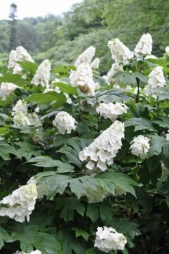 Snow Queen Oakleaf Hydrangea - 2 Gallon Pot -Garden Outdoor Plant Store Hydrangea Oakleaf Snow Queen 10 1