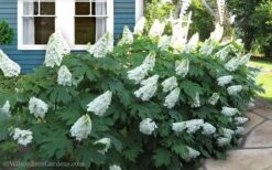 Snow Queen Oakleaf Hydrangea - 2 Gallon Pot -Garden Outdoor Plant Store Hydrangea Oakleaf Snow Queen 11 1