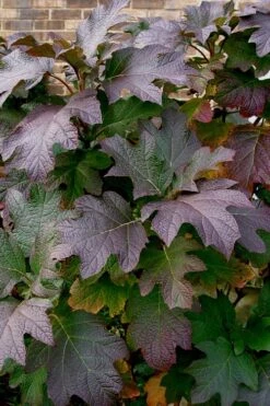 Snow Queen Oakleaf Hydrangea - 3 Gallon Pot -Garden Outdoor Plant Store Hydrangea Oakleaf Snow Queen 3