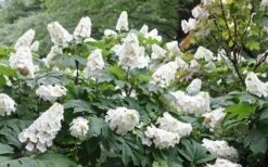 Snow Queen Oakleaf Hydrangea - 3 Gallon Pot -Garden Outdoor Plant Store Hydrangea Oakleaf Snow Queen 6