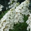 Snow Queen Oakleaf Hydrangea - 3 Gallon Pot 1 Snow Queen Oakleaf Hydrangea - 3 Gallon Pot -Garden Outdoor Plant Store Hydrangea Oakleaf Snow Queen 8
