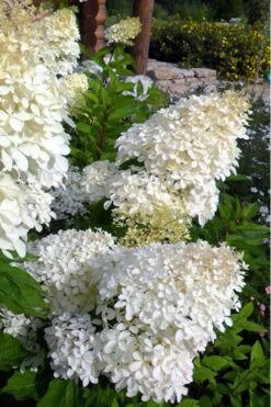 Phantom Hydrangea - 5 Gallon Pot -Garden Outdoor Plant Store Hydrangea Phantom 500x750 1