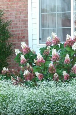 Pinky Winky Hydrangea - 3 Gallon Pot 11 Pinky Winky Hydrangea - 3 Gallon Pot -Garden Outdoor Plant Store Hydrangea Pinky Winky 12