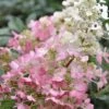 Pinky Winky Hydrangea - 3 Gallon Pot -Garden Outdoor Plant Store Hydrangea Pinky Winky BS