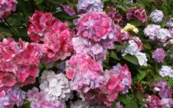 Preziosa Multi Color Hydrangea - 1 Gallon Pot 12 Preziosa Multi Color Hydrangea - 1 Gallon Pot -Garden Outdoor Plant Store Hydrangea Preziosa 18 1