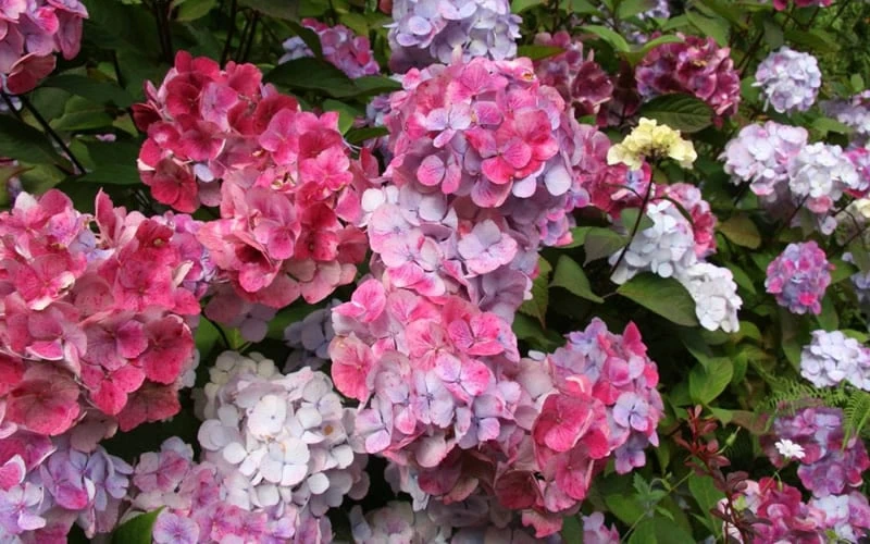 Preziosa Multi Color Hydrangea - 1 Gallon Pot 7 Preziosa Multi Color Hydrangea - 1 Gallon Pot - Image 5