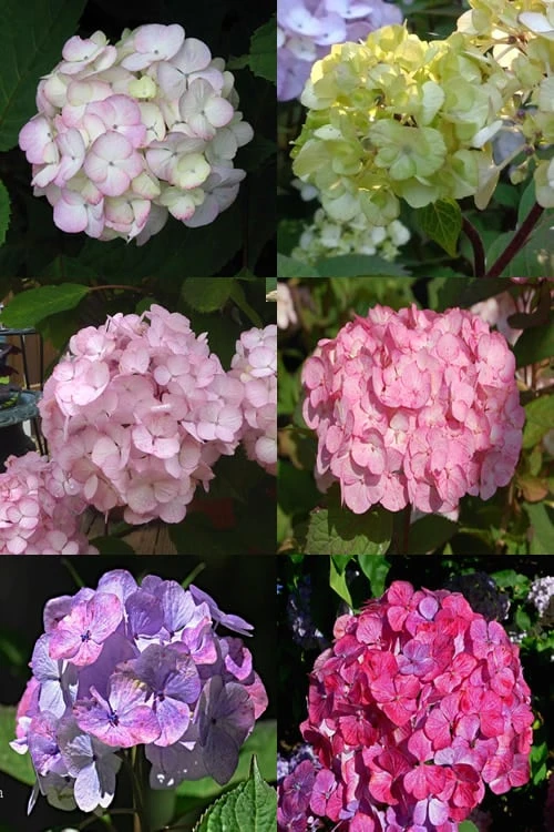 Preziosa Multi Color Hydrangea - 1 Gallon Pot 6 Preziosa Multi Color Hydrangea - 1 Gallon Pot - Image 4