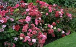 Preziosa Multi Color Hydrangea - 3 Gallon Pot 13 Preziosa Multi Color Hydrangea - 3 Gallon Pot -Garden Outdoor Plant Store Hydrangea Preziosa 7