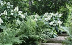 Alice Oakleaf Hydrangea - 3 Gallon Pot 19 Alice Oakleaf Hydrangea - 3 Gallon Pot -Garden Outdoor Plant Store Hydrangea Quercifolia Oakleaf 50