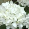 Sister Theresa Hydrangea - 1 Gallon Pot -Garden Outdoor Plant Store Hydrangea Sister Theresa 2 500x750 1