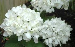 Sister Theresa Hydrangea - 1 Gallon Pot -Garden Outdoor Plant Store Hydrangea Sister Theresa 50