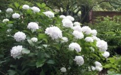 Sister Theresa Hydrangea - 1 Gallon Pot -Garden Outdoor Plant Store Hydrangea Sister Theresa 51