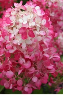 Strawberry Sundae Hydrangea - 1 Gallon Pot -Garden Outdoor Plant Store Hydrangea Strawberry Sundae Flower 1 1