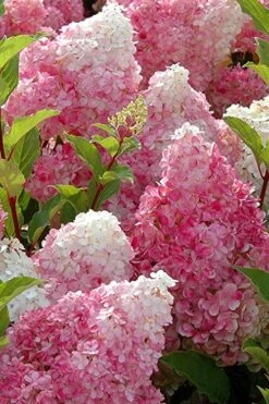 Strawberry Sundae Hydrangea - 3 Gallon Pot -Garden Outdoor Plant Store Hydrangea Strawberry Sundae Flowers 3