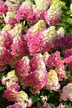 Strawberry Sundae Hydrangea - 1 Gallon Pot -Garden Outdoor Plant Store Hydrangea Strawberry Sundae Flowers 5 1