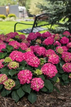 Summer Crush Endless Summer Hydrangea - 6 Gallon Pot (COPY) -Garden Outdoor Plant Store Hydrangea Summer Crush Endless Summer 3