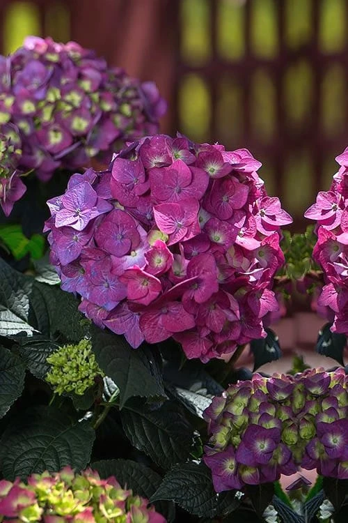 Summer Crush Endless Summer Hydrangea - 2 Gallon Pot 7 Summer Crush Endless Summer Hydrangea - 2 Gallon Pot - Image 5