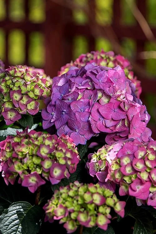Summer Crush Endless Summer Hydrangea - 2 Gallon Pot 10 Summer Crush Endless Summer Hydrangea - 2 Gallon Pot - Image 8
