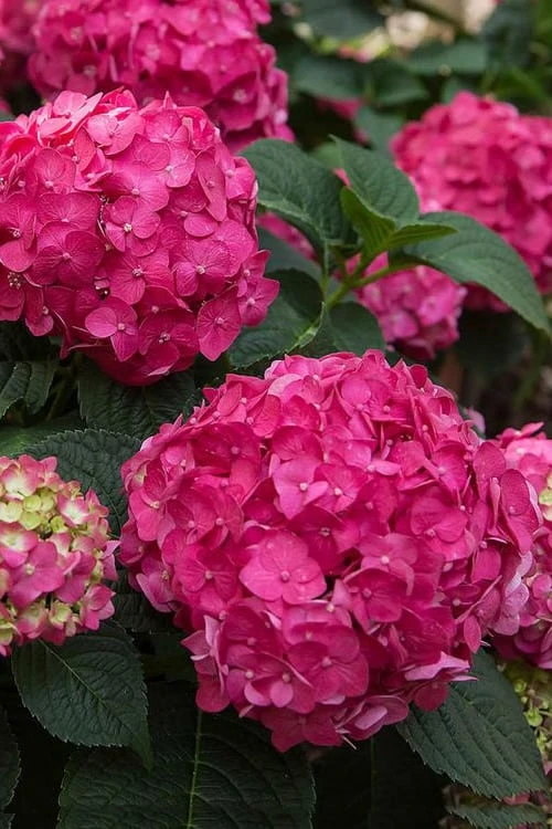 Summer Crush Endless Summer Hydrangea - 2 Gallon Pot 6 Summer Crush Endless Summer Hydrangea - 2 Gallon Pot - Image 4