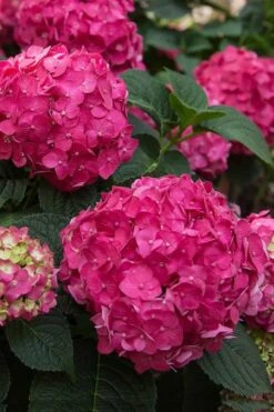 Summer Crush Endless Summer Hydrangea - 6 Gallon Pot (COPY) -Garden Outdoor Plant Store Hydrangea Summer Crush Endless Summer 6