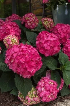 Summer Crush Endless Summer Hydrangea - 6 Gallon Pot (COPY) -Garden Outdoor Plant Store Hydrangea Summer Crush Endless Summer 7