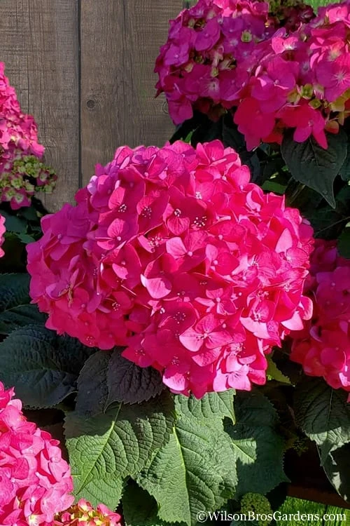 Summer Crush Endless Summer Hydrangea - 2 Gallon Pot 3 Summer Crush Endless Summer Hydrangea - 2 Gallon Pot