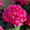 Summer Crush Endless Summer Hydrangea - 6 Gallon Pot -Garden Outdoor Plant Store Hydrangea Summer Crush Endless Summer 8 2