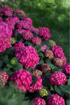 Summer Crush Endless Summer Hydrangea - 2 Gallon Pot 16 Summer Crush Endless Summer Hydrangea - 2 Gallon Pot -Garden Outdoor Plant Store Hydrangea Summer Crush Endless Summer 9 1