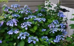 Twist-N-Shout Endless Summer Hydrangea - 1 Gallon Pot -Garden Outdoor Plant Store Hydrangea Twist N Shout Blue Flowers 3