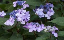 Twist-N-Shout Endless Summer Hydrangea - 1 Gallon Pot -Garden Outdoor Plant Store Hydrangea Twist N Shout Lavender Flowers 2