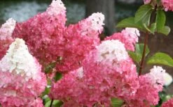 Vanilla Strawberry Hydrangea - 1 Gallon Pot -Garden Outdoor Plant Store Hydrangea Vanilla Strawberry 3